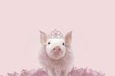 摄影师 Bob Elsdale 拍摄了一系列关于小猪的图片，小猪不再是脏兮兮的，而是非常漂亮可爱，堪比歌剧女主角。运动的粉红猪。
