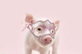 摄影师 Bob Elsdale 拍摄了一系列关于小猪的图片，小猪不再是脏兮兮的，而是非常漂亮可爱，堪比歌剧女主角。运动的粉红猪。
