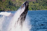 圣·玛丽是全马达加斯加也是整个印度洋观察鲸鱼的最好地点。每年的7月到9月，大量的鲸鱼都会由南向北，回游到圣·玛丽附近的海域进行交配和分娩，每年回游到此的鲸鱼以座头鲸为主，这些体型庞大的家伙平均体长在15米左右，有的重达45吨。一般最早到达的是雌鲸和幼鲸，接着是未成年的鲸鱼，大概15天后，成年雄鲸才会姗姗来迟。 