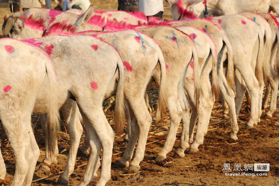 毛驴也可成为主角 实拍印度驴子交易市场