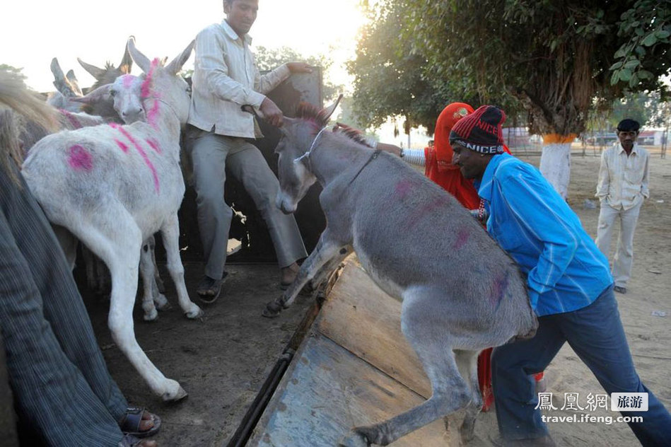 毛驴也可成为主角 实拍印度驴子交易市场