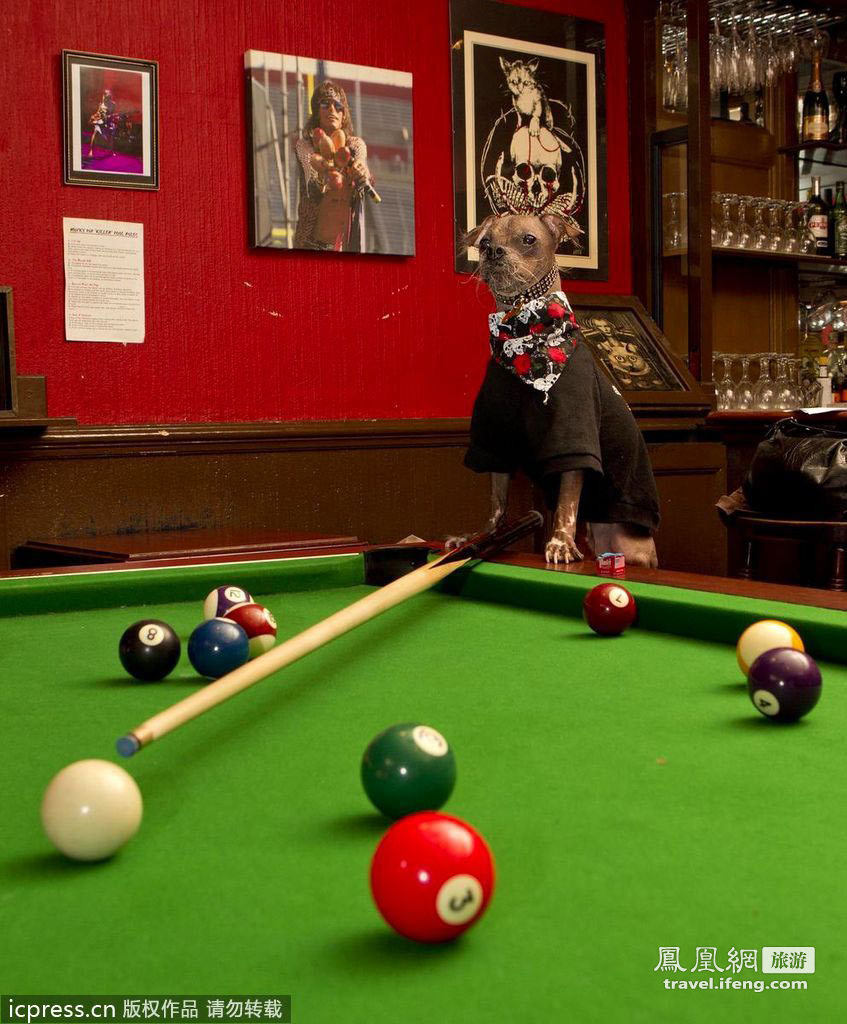 伦敦首家宠物狗餐馆开业 人狗共享欢乐