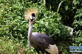 这是在距离坎帕拉以南40公里处的乌干达野生动物教育中心拍摄的乌干达国鸟——皇冠鸟（2011年6月3日摄）。 新华社记者袁卿摄