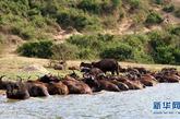 这是在乌干达西部卡塞塞伊丽莎白国家野生动物园拍摄的水牛（2011年2月4日摄）。 新华社记者袁卿摄 