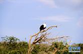 这是在乌干达西部卡塞塞伊丽莎白国家野生动物园拍摄的非洲鱼鹰（2011年2月4日摄）。 新华社记者袁卿摄 