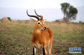 这是在乌干达西部卡塞塞伊丽莎白国家野生动物园拍摄的乌干达赤羚（2011年4月3日摄）。 新华社记者袁卿摄