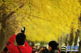 11月6日，市民在北京钓鱼台国宾馆东墙外拍摄银杏叶。每到深秋初冬时节，北京钓鱼台国宾馆外的银杏林就成为京城一道美景，吸引了许多市民和游客前来游览、拍照留念。 新华社发（翟健岚 摄） 