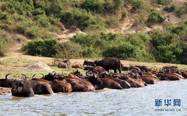 2012年最值得旅游的国家：乌干达