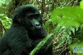 这张视频截图显示的是在乌干达西南部布温迪国家公园拍摄的一只银背大猩猩（2011年10月13日摄）。 新华社发 