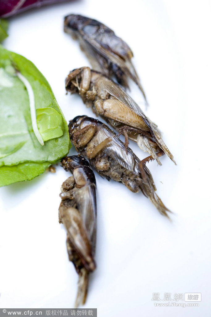 蛋白质含量高 食用昆虫“爬”上餐桌不是梦