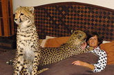 南非一名女子爱动物爱得发狂 和猎豹同床共枕

　　46岁的南非女子瑞安娜·冯·尼乌文赫赞非常喜欢动物，而她本人的住宅就是一座猛兽乐园——因为瑞安娜养了4只猎豹、5只狮子和2只老虎。瑞安娜原来是一名法律工作者，在南非当地的一家法院工作了22年。2006年，瑞安娜收养了一只猎豹孤儿，并为它取名为菲拉。为了更好的喂养菲拉，瑞安娜辞去了法院的工作，暂时在一家野生动物园找了份兼职。之后，瑞安娜成立了非盈利组织“菲拉猎豹饲养基金会”，并建起面积为1公顷的野生动物园。瑞安娜的房子就建在动物园里面。这些猛兽们可以在瑞安娜家中自由活动，自己跳上厨房的灶台寻找食物。到了晚上，小家伙们还会跟瑞安娜挤在一张床上睡觉。
