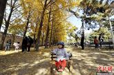 11月9日，北京正值金色的季节，钓鱼台国宾馆东墙外的银杏树林形成了一道亮丽的风景线。每到银杏叶黄透的时候，这里都是摄影爱好者和拍摄婚纱摄影乃至恋人们竞相约会的好去处。安源 摄
