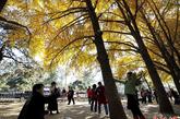 11月9日，北京正值金色的季节，钓鱼台国宾馆东墙外的银杏树林形成了一道亮丽的风景线。每到银杏叶黄透的时候，这里都是摄影爱好者和拍摄婚纱摄影乃至恋人们竞相约会的好去处。安源 摄
