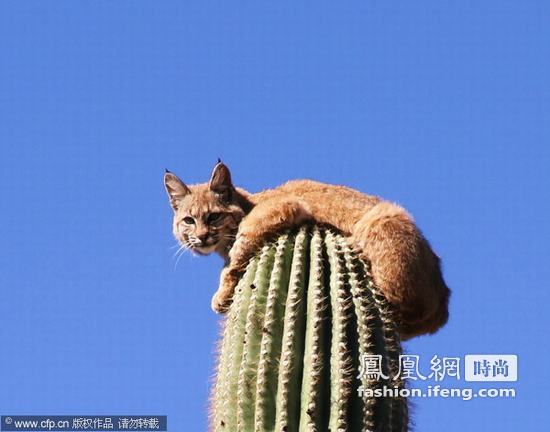 光棍节推荐 独自单身不如一起犯二