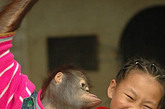 动物拜年：小女孩遭遇猩猩“强吻” 

2007年春节长假期间，广西南宁市动物园举行动物拜年活动，让游客与动物一起游戏，共享和谐新春。谁知活动期间，一名要与猩猩合影的小女孩却遭遇猩猩“强吻”。

