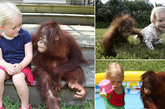 美国女婴与小猩猩结成好友 两年后重聚温情感人

2008年，美国小女孩艾米莉和一只名叫“里什”的小猩猩结成好伙伴，那时他们还都处在刚刚会爬的婴儿阶段；2010年，两个小家伙重逢了，很快又变得亲密无间，再次上演了温情一幕：他们在一起爬树、荡秋千，艾米莉骑着自己的三轮车载上“里什”四处游逛，不时停下来相互拥抱一下……据悉，艾米莉和“里什”的初次见面要追溯到2008年，当时她的摄影师父亲要到保护组织给那里的动物拍照片，并带上了女儿同去。没想到，年纪相仿的两个小不点儿竟然一见如故，很快就玩到一起了。

