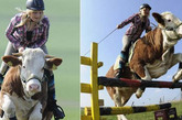 德国15岁少女驯奶牛当坐骑

来自德国南部小镇劳芬的15岁少女雷吉娜·迈耶希望有一匹属于自己的马，但是她的父母拒绝了她。遭到拒绝后，雷吉娜并不放弃，她神奇的将自家农场的一头名为卢娜的奶牛训练成为她的坐骑。现在，雷吉娜每天骑着卢娜在农场里转悠，还经常为人表演跨过障碍物。从2年前卢娜刚刚出生时，当时雷吉娜就已经有了把它当作马养的计划。从刚开始的不情不愿，到现在的奔跑跳跃，卢娜就这样慢慢地被养成了一匹“马”……

