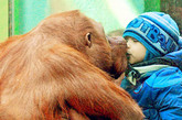 俄男孩与动物园猩猩隔窗“亲吻” 场面温馨

　　2011年11月，摄影师在俄罗斯莫斯科动物园捕捉到温馨的一幕。一个小男孩对着观察猩猩的玻璃窗嘟起小嘴，没想到另一边的大猩猩也好奇地模仿起他的动作，给了他一个大大的“吻”。拍摄这一场景的俄罗斯摄影师德米特里耶娃说，这一场景令人惊奇。照片中，小男孩看起来一点也不害怕猩猩的“亲热”，尽管他们之间仅隔了一道玻璃墙。
