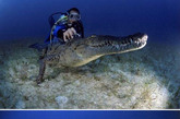 摄影师拍到潜水员与美洲鳄水中共舞瞬间

2010年1月，在古巴近海，时年31岁的潜水员亦斯拉尔·冈萨雷斯冒着生命危险靠近自然界最致命的动物——一只11英尺(3.35米)长，体重1000磅(453.59公斤)的鳄鱼，随它一起畅游长达2小时。古巴近海的50多座小岛成了野生生物的人间天堂，这只鳄鱼的巢穴就在其中一座小岛上。在距离古巴南岸大约60英里(96.56公里)的地方，冈萨雷斯和水下摄影师大卫·杜比莱特与该鳄鱼相遇后，他们小心翼翼地靠近它，并与它保持一定距离，尾随其后。杜比莱特说：“作为一只臭名昭著的食肉动物，这只鳄鱼表现的非常温和。”

