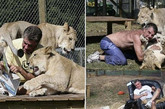 美国男子欲与狮子“同居”

2010年11月，时年46岁的美国人吉姆·贾巴隆试图完成一项挑战：走出屋子，在后院的狮笼里与两头狮子同住一个月。吉姆将与狮子同时吃东西，一起玩一起睡觉。

