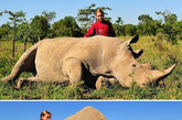 12岁女孩与2000公斤重犀牛成密友

肯尼亚野生动物中心的犀牛“马克斯”，竟然与来访的12岁小女孩成了亲密的好朋友。“马克斯”是肯尼亚野生动物中心的一头雄性犀牛，体重足有2000公斤。2011年5月，12岁的小女孩艾丽扎塔来到动物中心，“马克斯”看到她后非常兴奋，在工作人员确定马克斯不会产生攻击行为后，艾丽扎塔逐渐接近它，并轻轻抚摸了它的背部，甚至还拥抱它。“马克斯”是个孤儿，来到动物中心后一直“闷闷不乐”，见到艾丽扎塔后的反应犹如“再获重生”。


