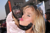 美女明星与猴子激吻令人瞠目

2011年5月，《宿醉2》在洛杉矶举行首映，虽然男主角们布拉德利·库珀、艾德-赫尔姆斯、Zach Galifianakis、贾斯汀·巴萨、Ken Jeong以及前来捧场的小罗伯特·唐尼都悉数到场，但当晚最抢风头的是女影星克里斯汀·贝尔，她和一只猴子激情舌吻，令人瞠目。


