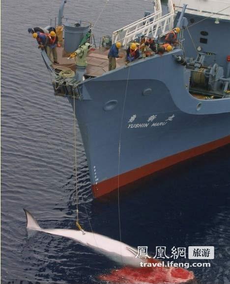 日本捕杀屠宰鲸鱼惊心现场 你还吃鲸鱼肉吗
