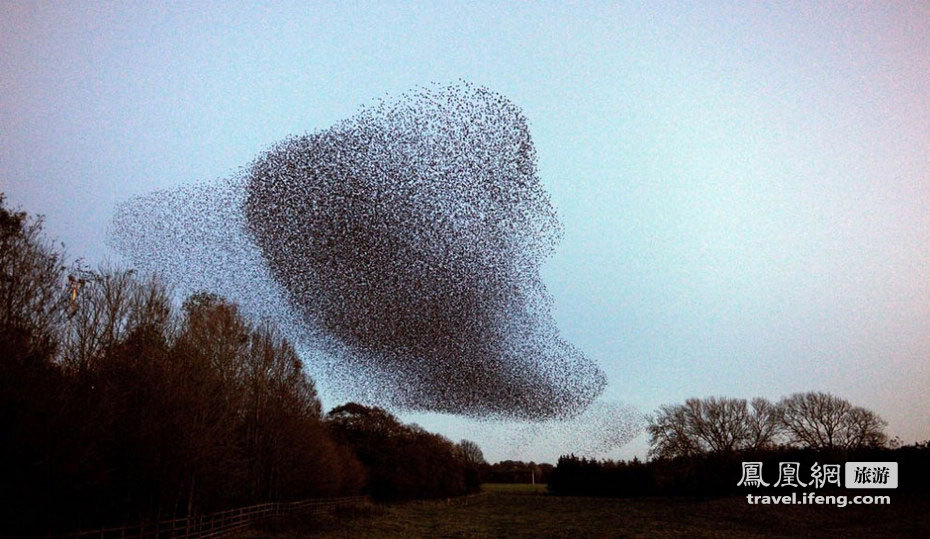 苏格兰万鸟迁徙飞行奇观 图案令人惊叹