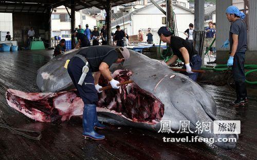 日本捕杀屠宰鲸鱼惊心现场 你还吃鲸鱼肉吗