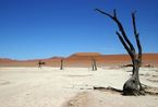 走进纳米比亚“死亡谷” 900年古树墓地奇观