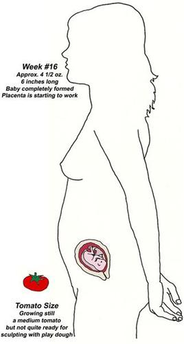 怀胎十月 每个月胎儿像什么水果？(图)