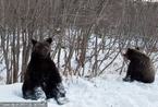 俄罗斯饥饿棕熊跑上高速公路乞食