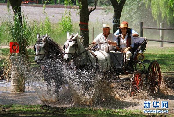 阿根廷布宜诺斯艾利斯马车竞技比赛 