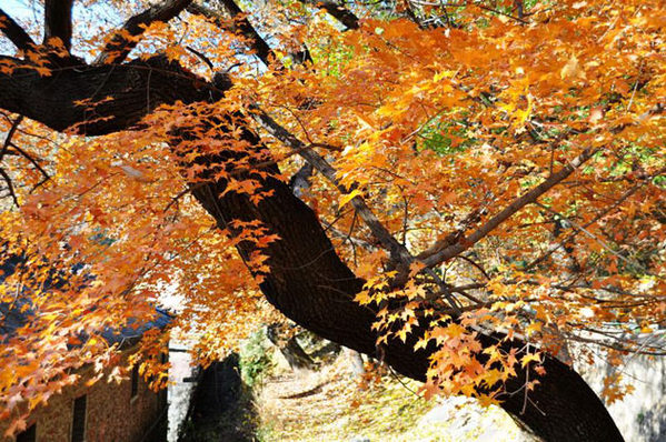 秋游潭柘寺 千年古刹赏尽浓浓秋意(组图)