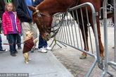 爱情的力量是最伟大的！一只法国斗牛犬和纽约警方的骑警马在“占领华尔街”运动中看对了眼，只见马儿将头伸过围栏，与斗牛犬深情脉脉的对望着，最后竟然当众亲吻起来，简直萌爆了！
