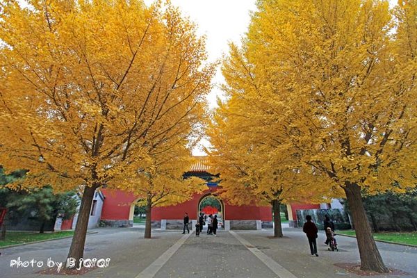 京华秋意 古都北京中山公园赏片片黄叶