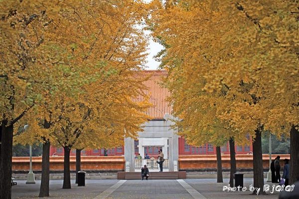 京华秋意 古都北京中山公园赏片片黄叶