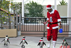 日本水族馆圣诞主题活动 圣诞企鹅憨态可掬