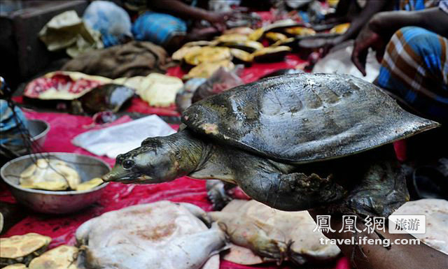 印度排灯节百万乌龟残酷遭掀盖 祭祀宗教女神卡里