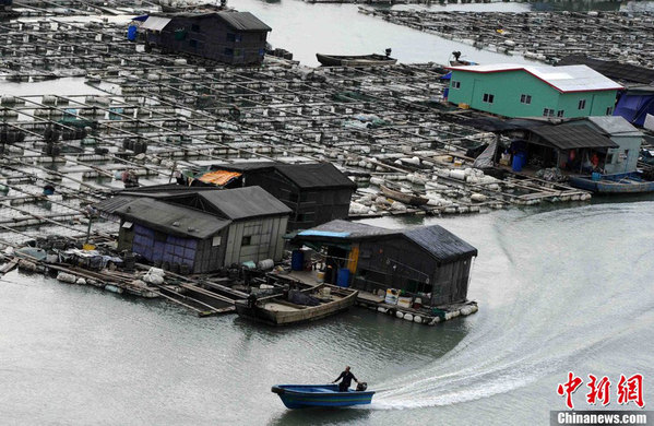 福建宁德三都澳“海上田园”蔚为壮观