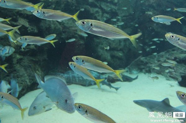 九十九岛水族馆 别样海底世界寻乐趣