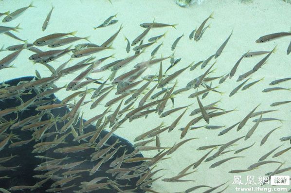 九十九岛水族馆 别样海底世界寻乐趣