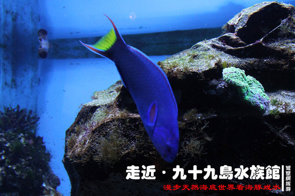 九十九岛水族馆 别样海底世界寻乐趣