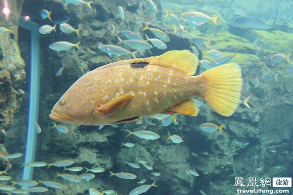 九十九岛水族馆 别样海底世界寻乐趣