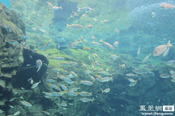 九十九岛水族馆 别样海底世界寻乐趣