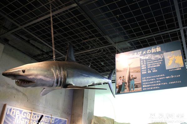 九十九岛水族馆 别样海底世界寻乐趣