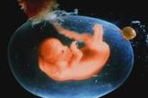 小生命进入第三个月(8—11周)时，开始被称为胎儿。第八周初胎头占整个胎儿全长的l/2，以后生长加快，至第十二周末身体重量增加1倍。