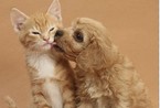英摄影师拍摄宠物萌图 小狗“强吻”小猫