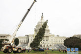 在美国首都华盛顿国会山前，工人们正在吊装2011年国会山圣诞树。 新华社记者方喆摄
