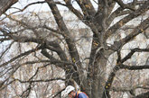 在美国首都华盛顿国会山前，工人准备吊装2011年国会山圣诞树。 新华社记者方喆摄